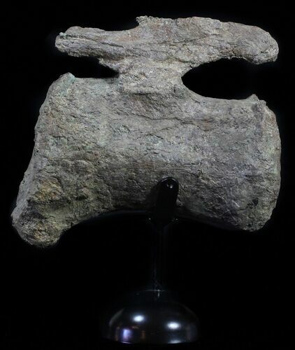 Camarasaurus Caudal Vertebrae With Metal Stand - Colorado #62732